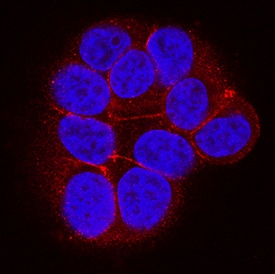 Ephrin-A4 antibody in MCF-7 Human Cell Line by Immunocytochemistry (ICC).