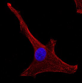 Ephrin-A4 antibody in U-87 MG Human Cell Line by Immunocytochemistry (ICC).