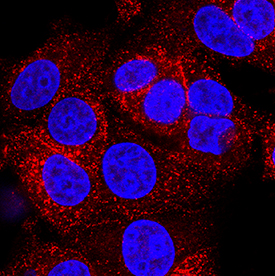 Ephrin-A4 antibody in MCF-7 Human Cell Line by Immunocytochemistry (ICC).