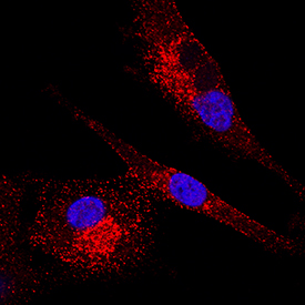 Ephrin-A4 antibody in U-87 MG Human Cell Line by Immunocytochemistry (ICC).