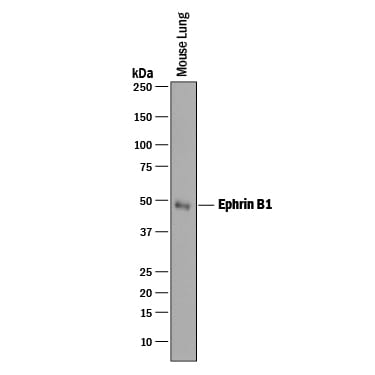 Detection of Mouse Ephrin-B1 antibody by Western Blot.