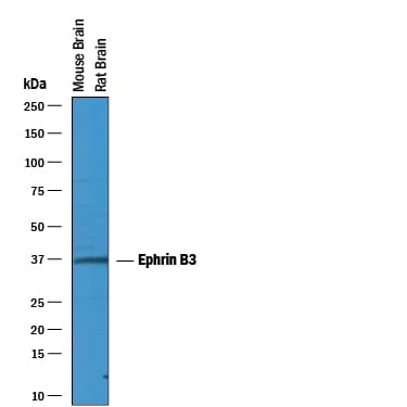 Detection of Mouse and Rat Ephrin‑B3 antibody by Western Blot.
