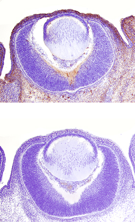 Epimorphin/Syntaxin 2 antibody in Embryonic Mouse Eye Cup by Immunohistochemistry (IHC-Fr).