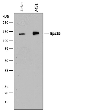 Detection of Human Eps15 antibody by Western Blot.
