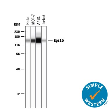 Detection of Human Eps15 antibody by Simple WesternTM.