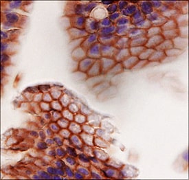 ErbB2/Her2 antibody in Mouse Intestine by Immunohistochemistry (IHC-Fr).
