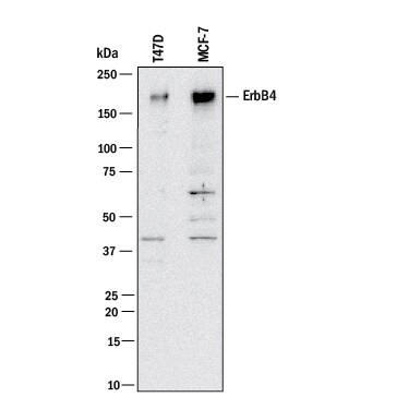 Detection of Human ErbB4/Her4 antibody by Western Blot.