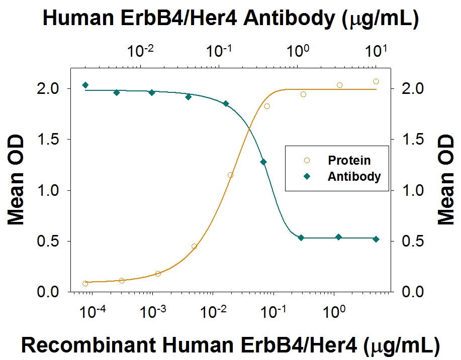 ErbB4/Her4 binding to NRG1-beta 1/HRG1-beta 1 blocked by Human ErbB4/Her4 Antibody.