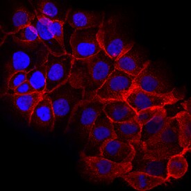 Erbin antibody in DU145 Human Cell Line by Immunocytochemistry (ICC).