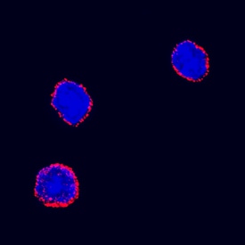 Erythropoietin R antibody in Mouse Bone Marrow Cells by Immunocytochemistry (ICC).