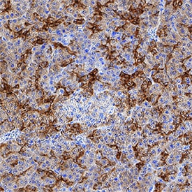 Ezrin antibody in Human Pancreas by Immunohistochemistry (IHC-P).