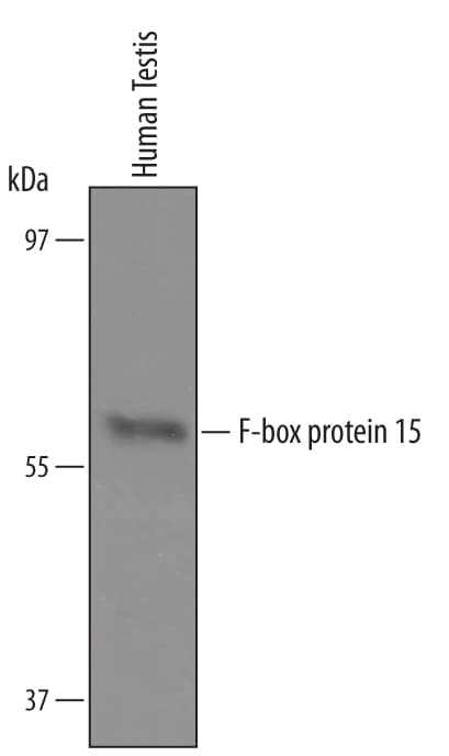Detection of Human F-box protein 15/FBXO15 antibody by Western Blot.
