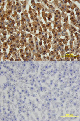 FABP1 antibody in Rat Liver by Immunohistochemistry (IHC-Fr).