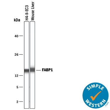 Detection of Mouse and Rat FABP1/L-FABP antibody by Simple WesternTM.