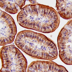 FABP1/L-FABP antibody in Mouse Intestine by Immunohistochemistry (IHC-Fr).