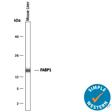 Detection of Mouse FABP1/L-FABP antibody by Simple WesternTM.