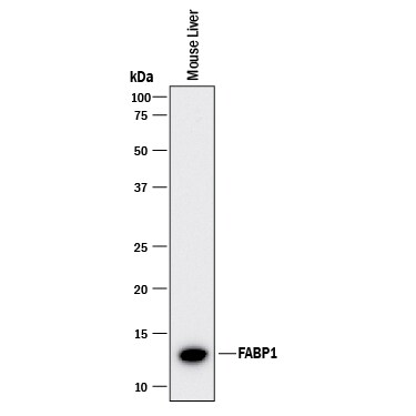 Detection of Mouse FABP1/L-FABP antibody by Western Blot.