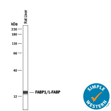 Detection of Rat FABP1/L-FABP antibody by Simple WesternTM.