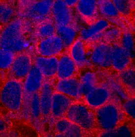 FABP1/L-FABP antibody in Human iPS Cells by Immunocytochemistry (ICC).
