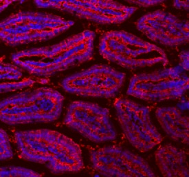 FABP2/I-FABP antibody in Mouse Intestine by Immunohistochemistry (IHC-Fr).