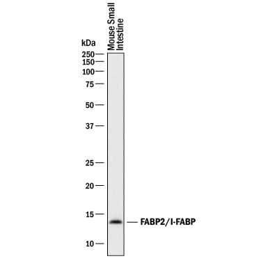 Detection of Mouse FABP2/I-FABP antibody by Western Blot.