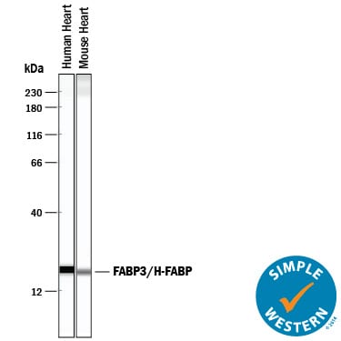 Detection of Human and Mouse FABP3/H-FABP antibody by Simple WesternTM.