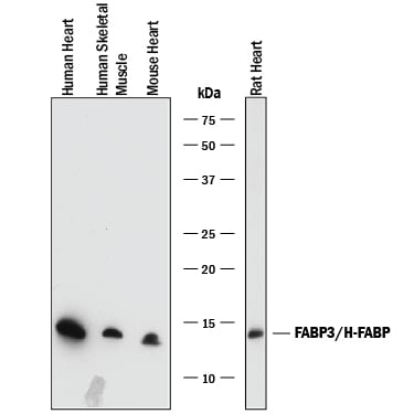 Detection of Human, Mouse, and Rat FABP3/H-FABP antibody by Western Blot.
