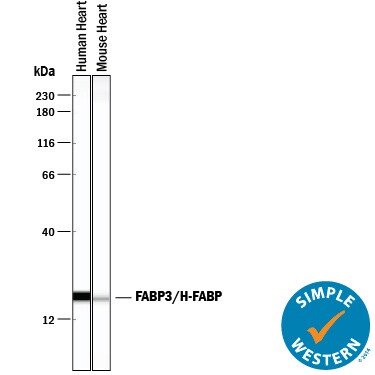 Detection of Human and Mouse FABP3/H-FABP antibody by Simple WesternTM.
