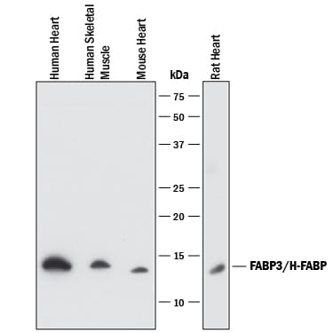 Detection of Human, Mouse, and Rat FABP3/H-FABP antibody by Western Blot.