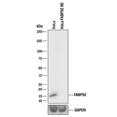 Western Blot Shows Human FABP5/E-FABP Antibody Specificity by Using Knockout Cell Line.
