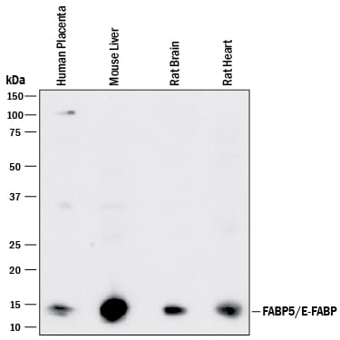 Detection of Human, Mouse, and Rat FABP5/E-FABP antibody by Western Blot.