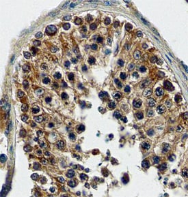 FABP9/T-FABP antibody in Human Testis by Immunohistochemistry (IHC-P).
