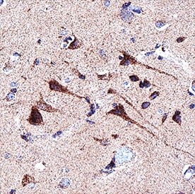 FAM20B antibody in Human Brain (Cortex) by Immunohistochemistry (IHC-P).