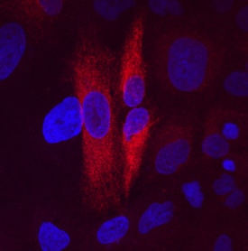 FAM3C antibody in A549 Human Cell Line by Immunocytochemistry (ICC).