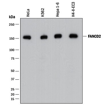 Detection of Human, Mouse, and Rat FANCD2 antibody by Western Blot.