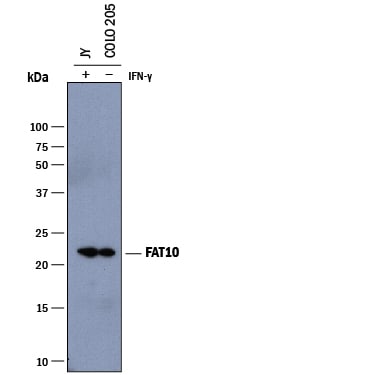 Detection of Human FAT10 antibody by Western Blot.