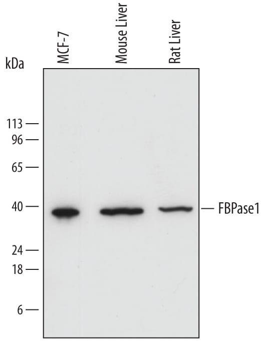 Detection of Human, Mouse, and Rat FBPase 1 antibody by Western Blot.