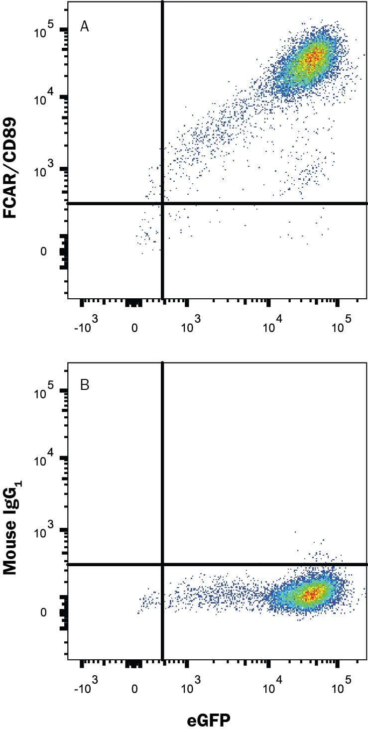 Detection of FCAR/CD89 antibody in HEK293 Human Cell Line Transfected with Cynomolgus FCAR/CD89 and eGFP antibody by Flow Cytometry.