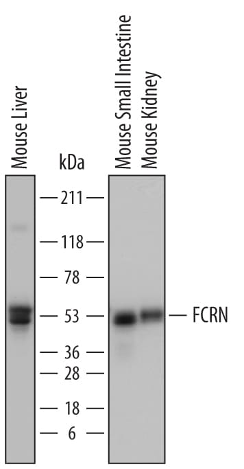 Detection of Mouse FCRN antibody by Western Blot.