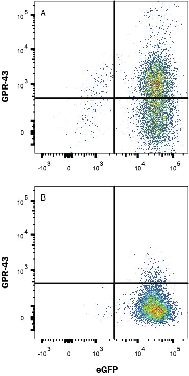 Detection of FFAR2/GPR43 antibody in HEK293 Human Cell Line Transfected with Human FFAR2/GPR43 and eGFP antibody by Flow Cytometry.