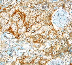 FGF‑17 antibody in Human Kidney by Immunohistochemistry (IHC-P).