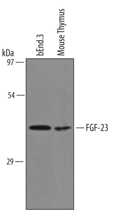Detection of Mouse FGF‑23 antibody by Western Blot.