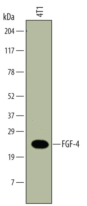 Detection of Mouse FGF-4 antibody by Western Blot.