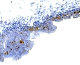 FGF-4 antibody in Mouse Embryo by Immunohistochemistry (IHC-Fr).