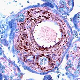 FGF‑9 antibody in Human Placenta by Immunohistochemistry (IHC-P).