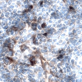 FGF-BP antibody in Rat Thymus by Immunohistochemistry (IHC-Fr).