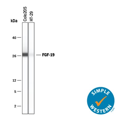 Detection of Human FGF-19 antibody by Simple WesternTM.