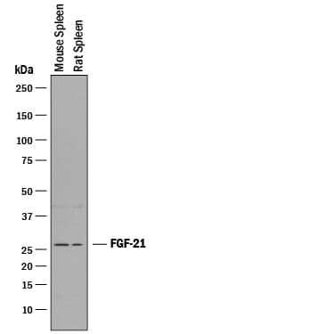 Detection of Mouse FGF-21 antibody by Western Blot.
