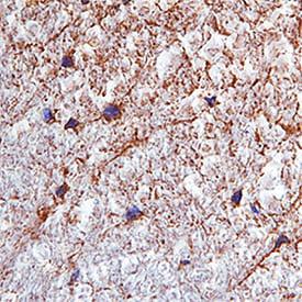 FGF-23 antibody in Mouse Brain by Immunohistochemistry (IHC-P) by Immunohistochemistry (IHC-Fr).