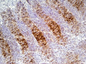 FGF R4 antibody in Mouse Embryo by Immunohistochemistry (IHC-Fr).